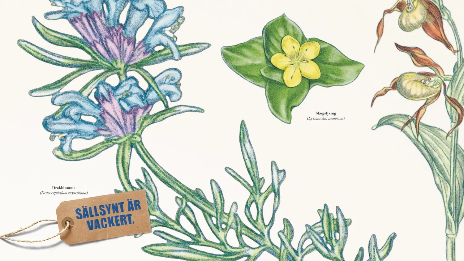 Illustrated rare flowers with a Sällsynt är vackert tag, Ågrenska campaign