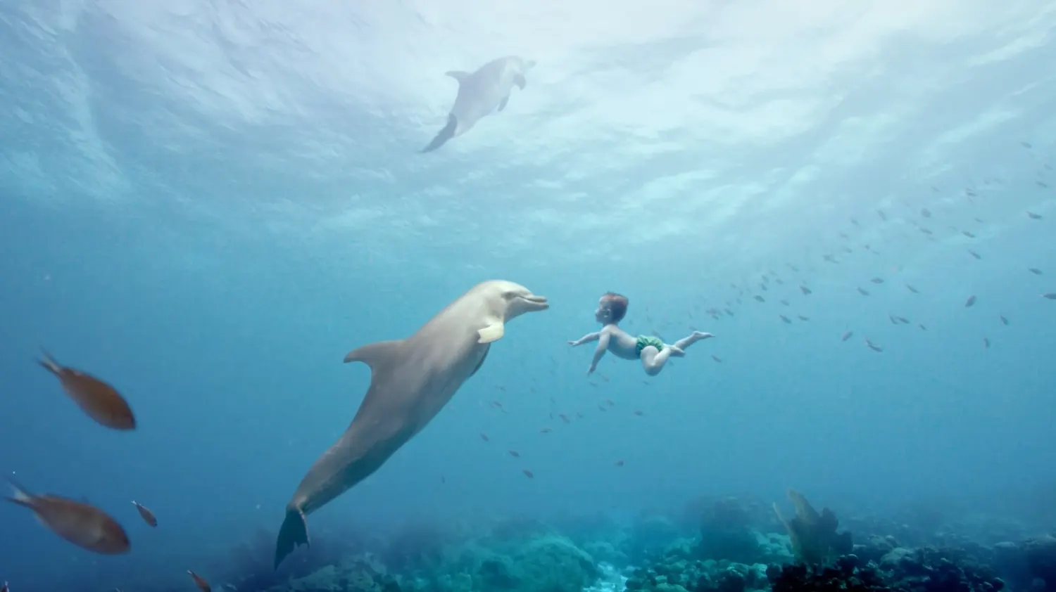 Baby swimming with dolphins in the ocean, Libero Ocean Collection