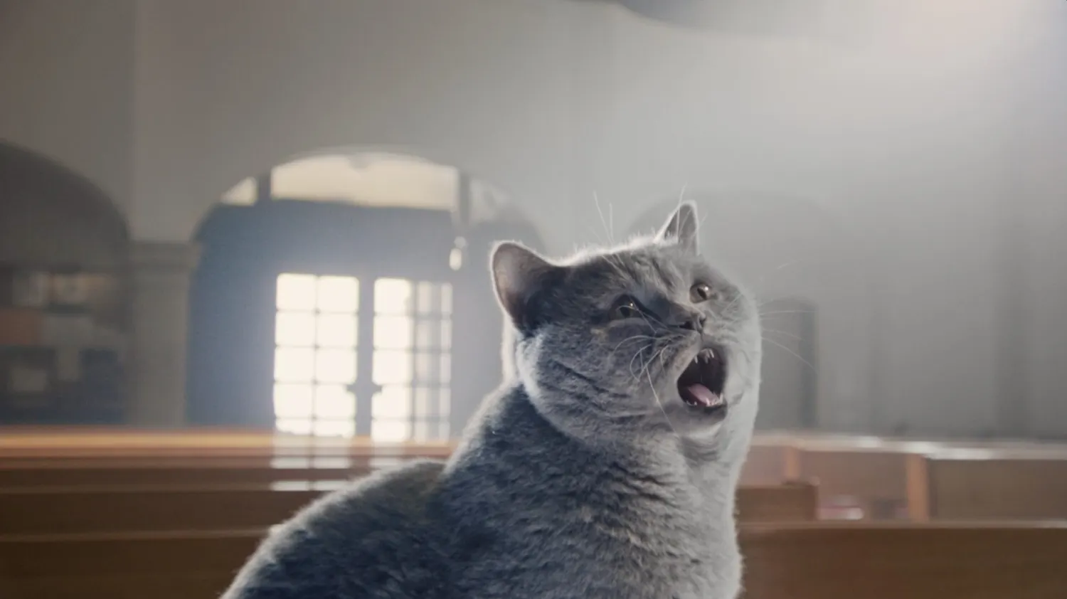 Grey cat singing in a church, Mjau Mjauleluja